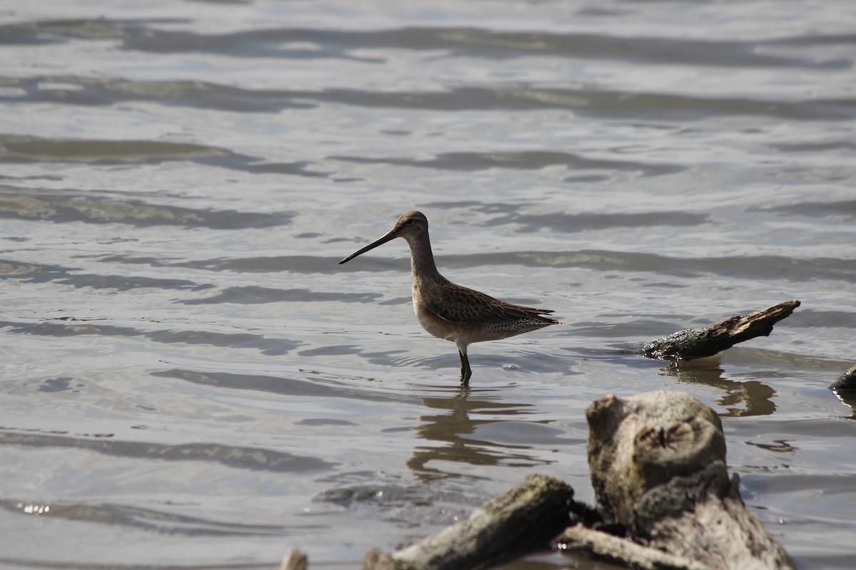 Long-billed Dowitcher - ML315311021