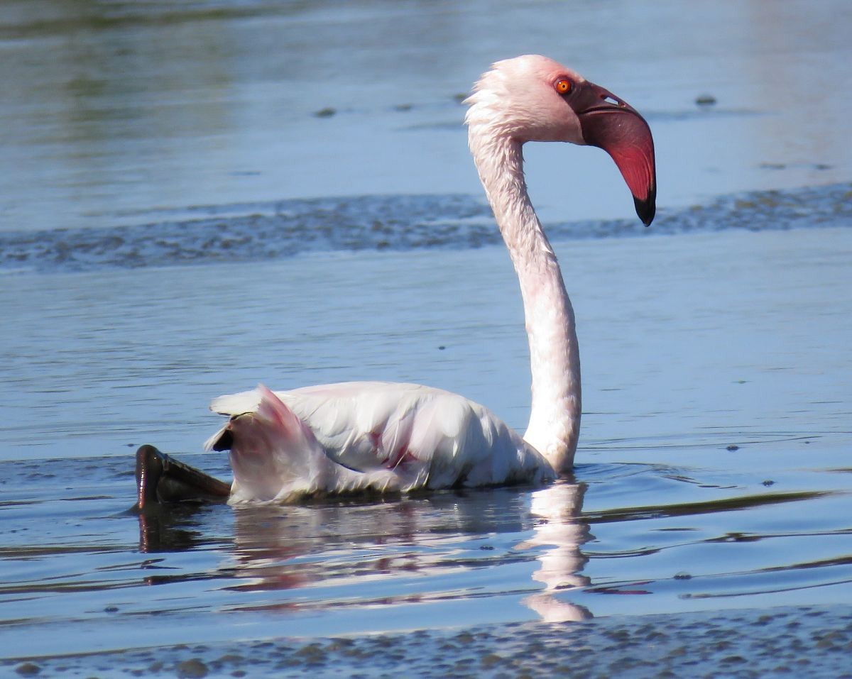 Lesser Flamingo - ML31531381