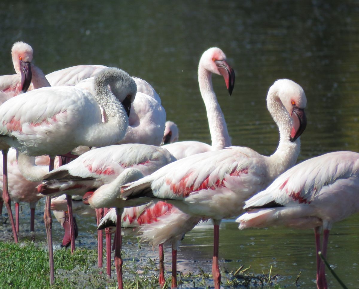 Lesser Flamingo - ML31531391