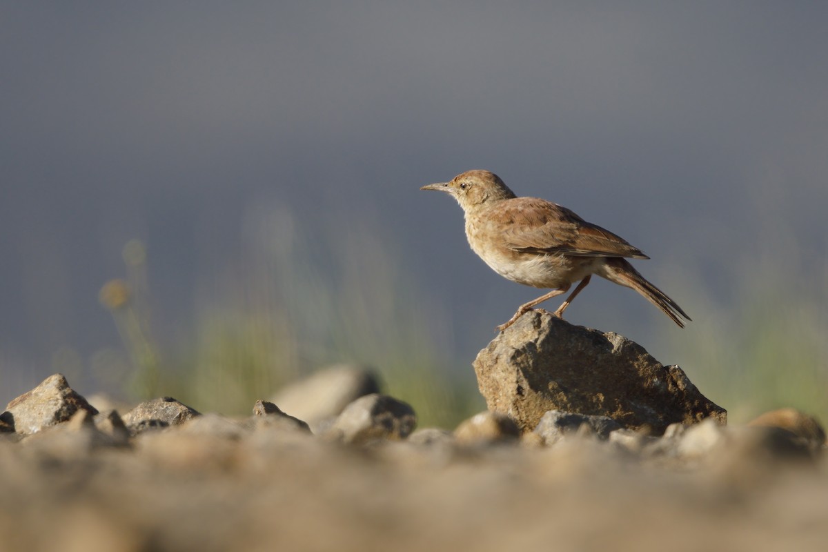 Eastern Long-billed Lark - ML315314051