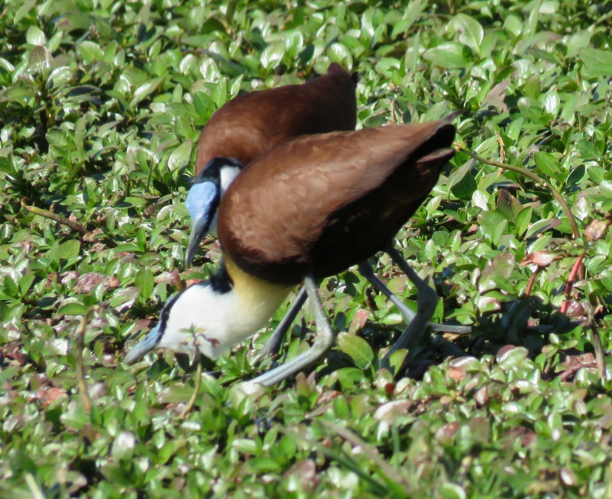 African Jacana - ML31531431