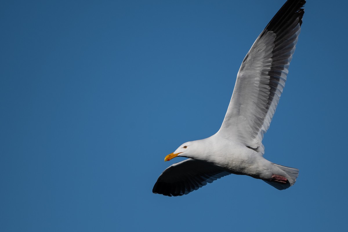 Western Gull - Wen Hsu