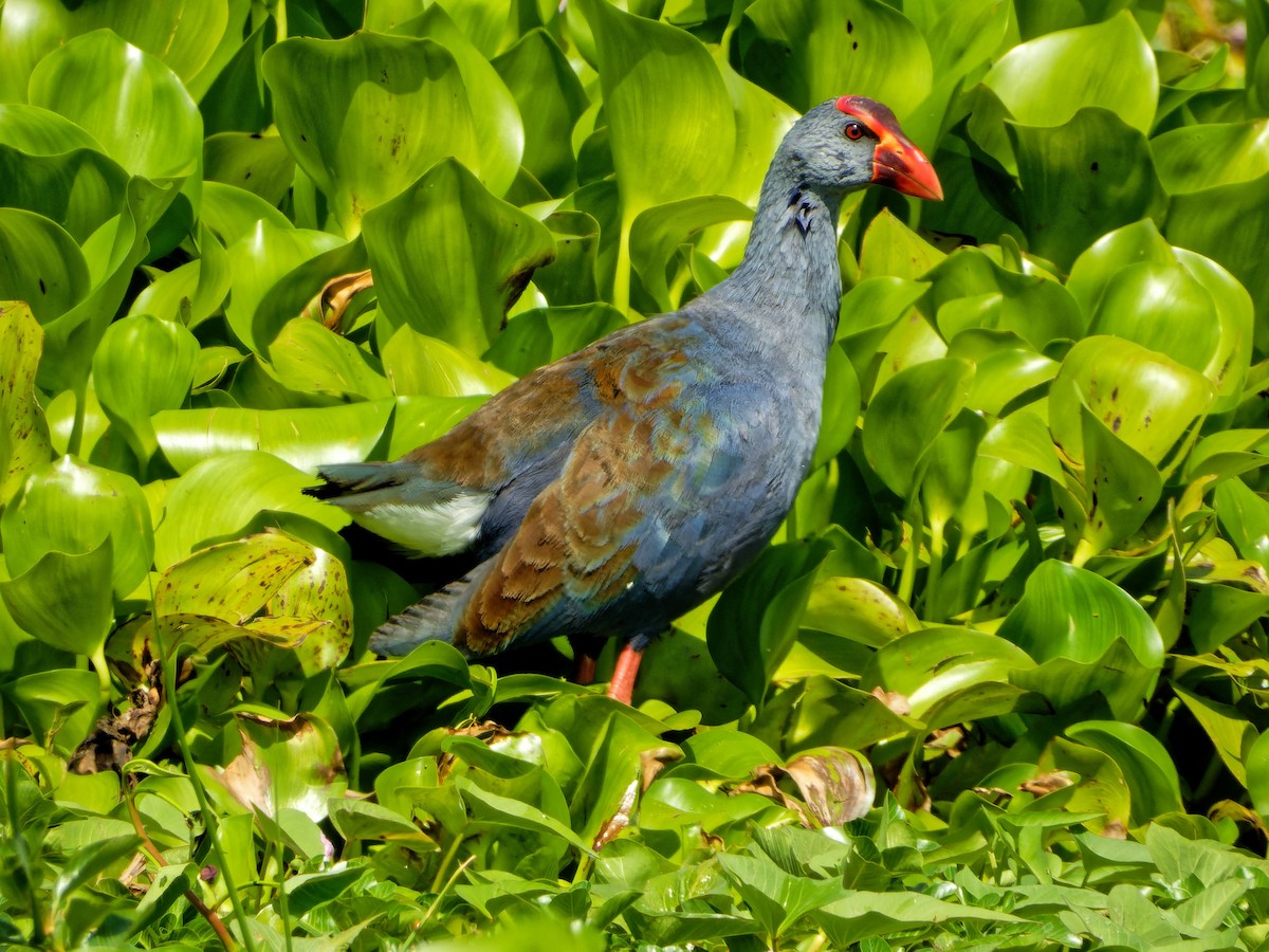 Philippine Swamphen - Ravi Iyengar
