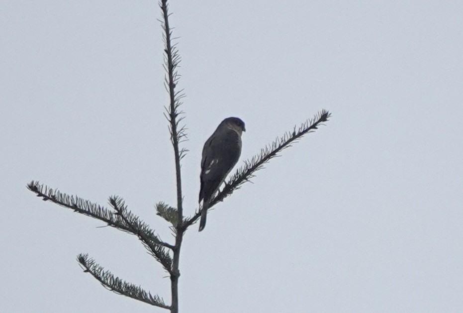 Sharp-shinned Hawk - ML315314831