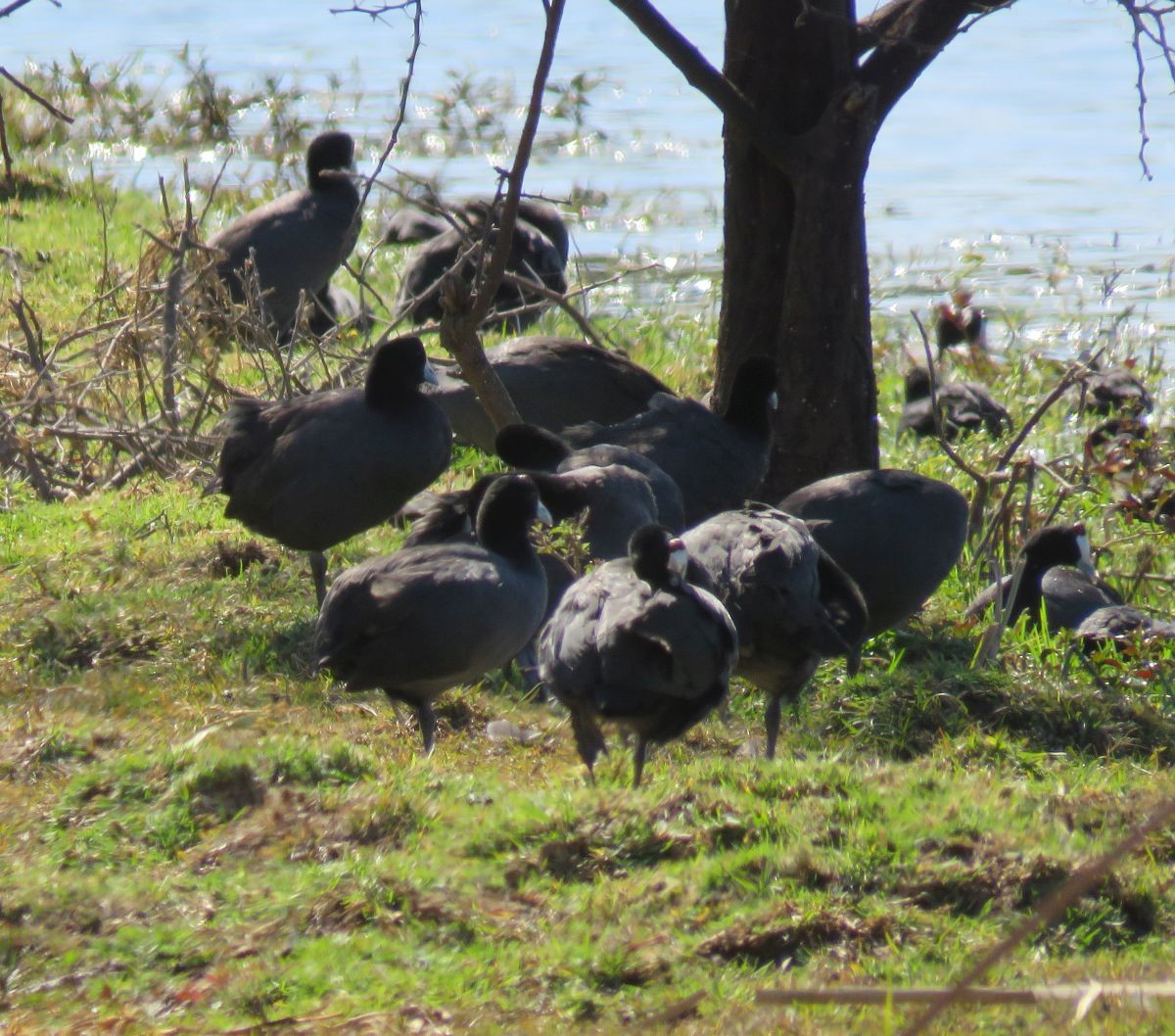 Red-knobbed Coot - ML31531491