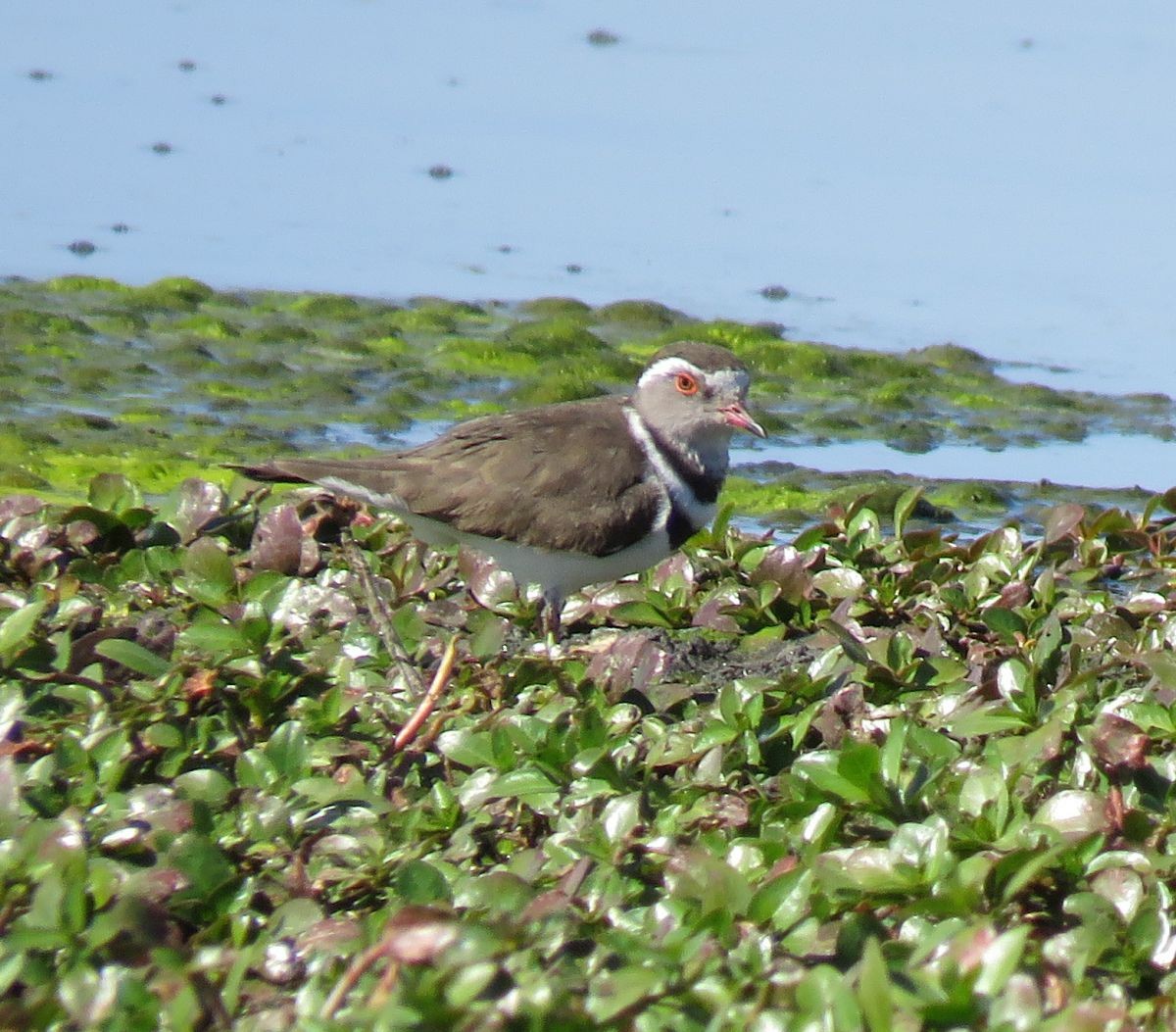 Three-banded Plover - ML31531531