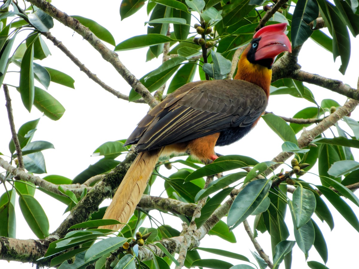 Rufous Hornbill - Ravi Iyengar