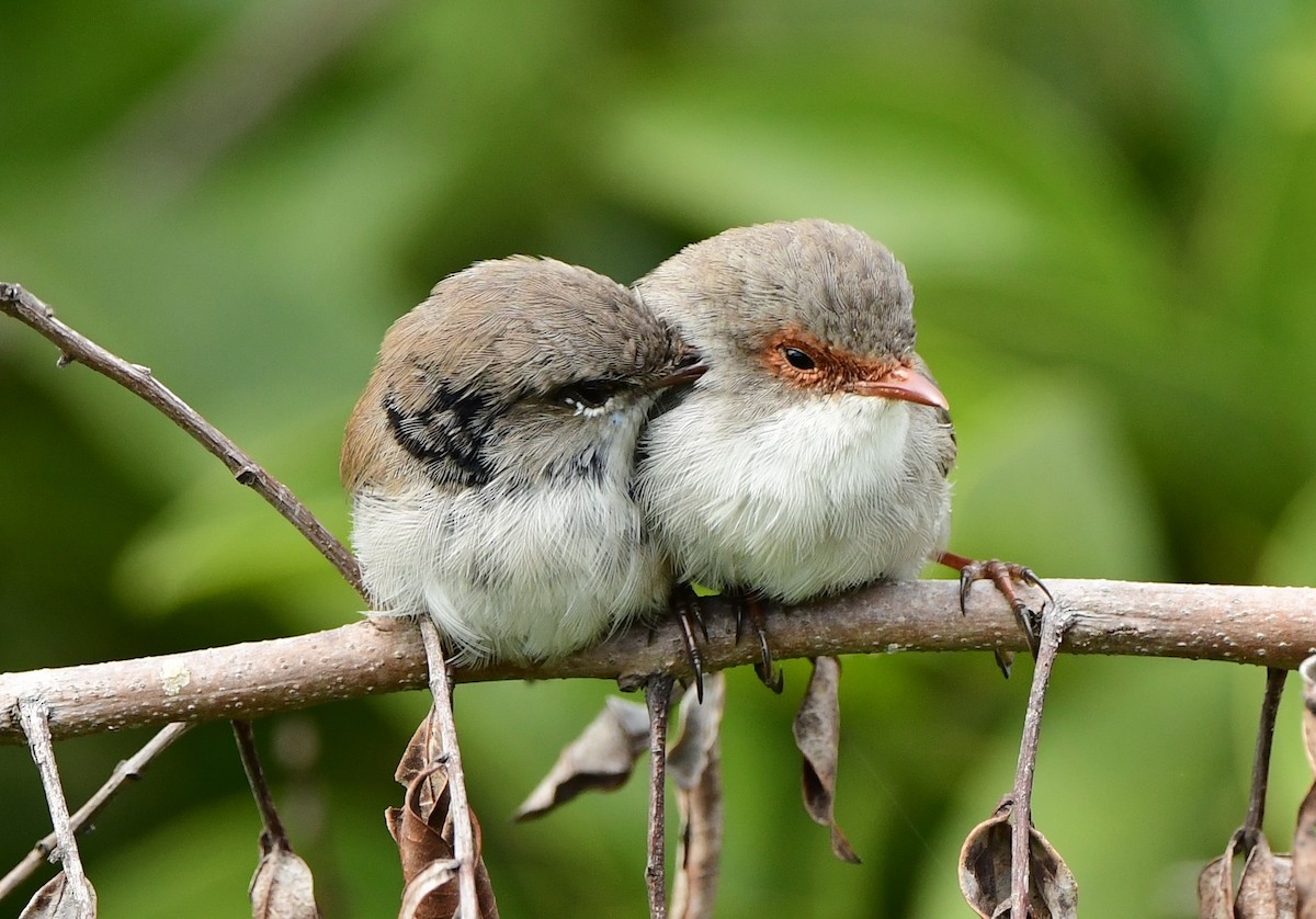 Superb Fairywren - Andy Gee