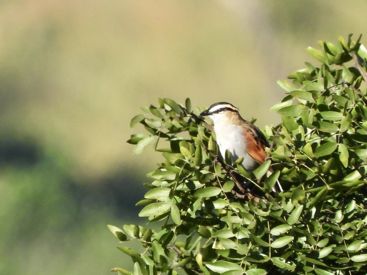 Black-crowned Tchagra - ML315317831