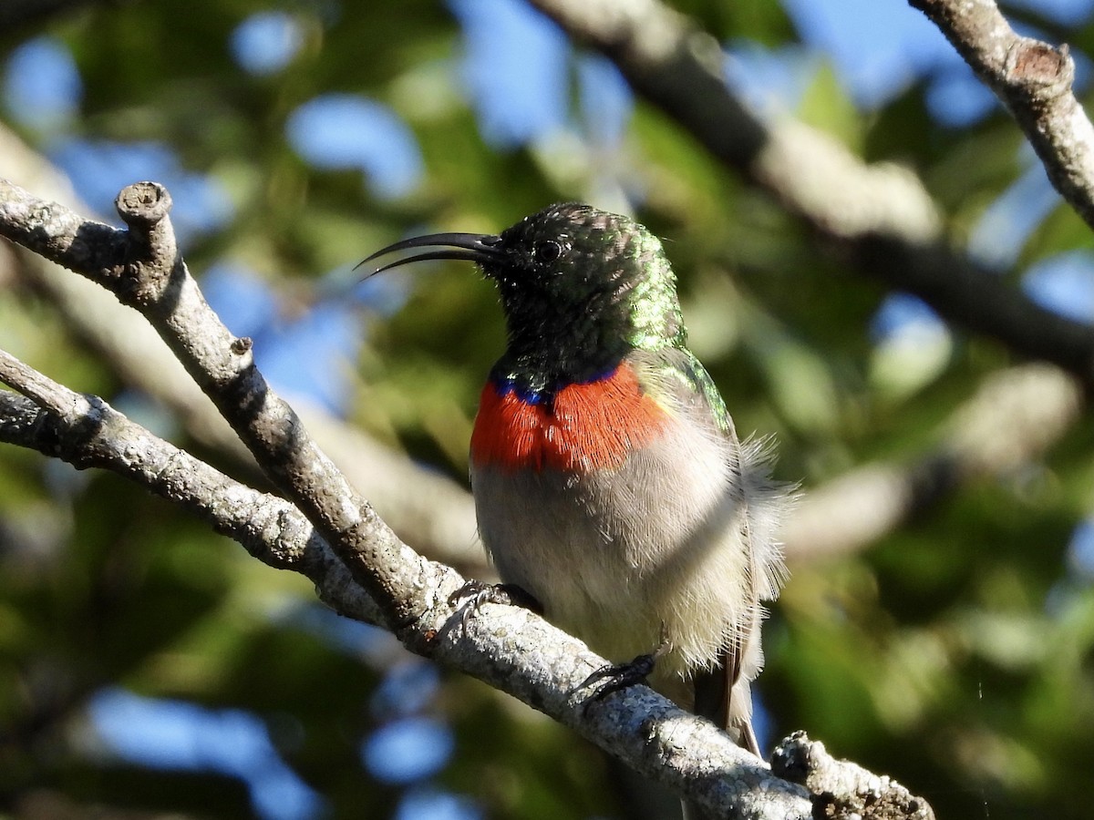 Eastern Miombo Sunbird - GARY DOUGLAS