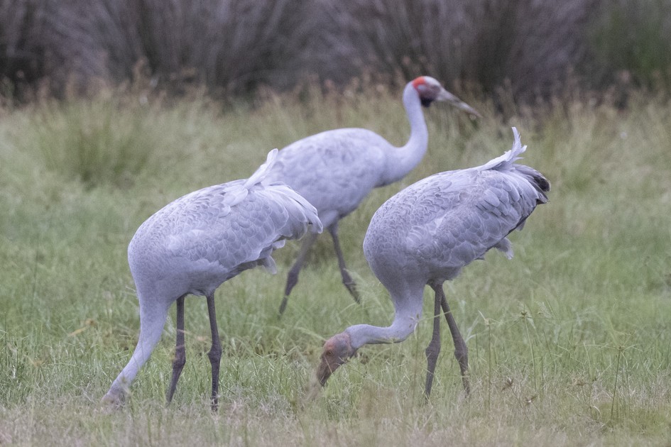 Brolga - Hans Wohlmuth