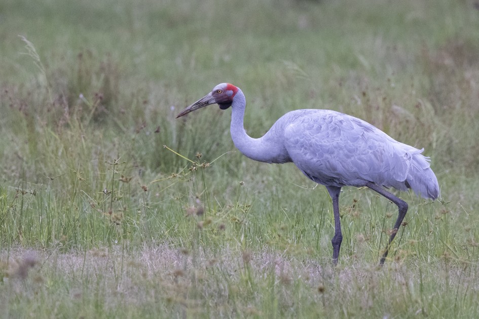 Brolga - Hans Wohlmuth