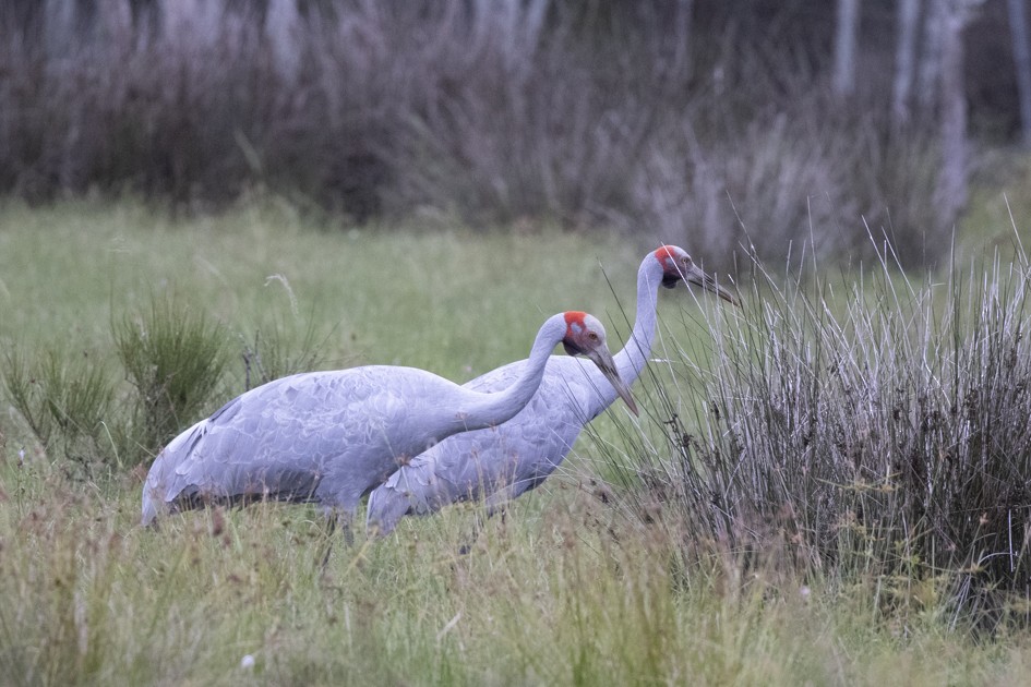 Brolga - Hans Wohlmuth