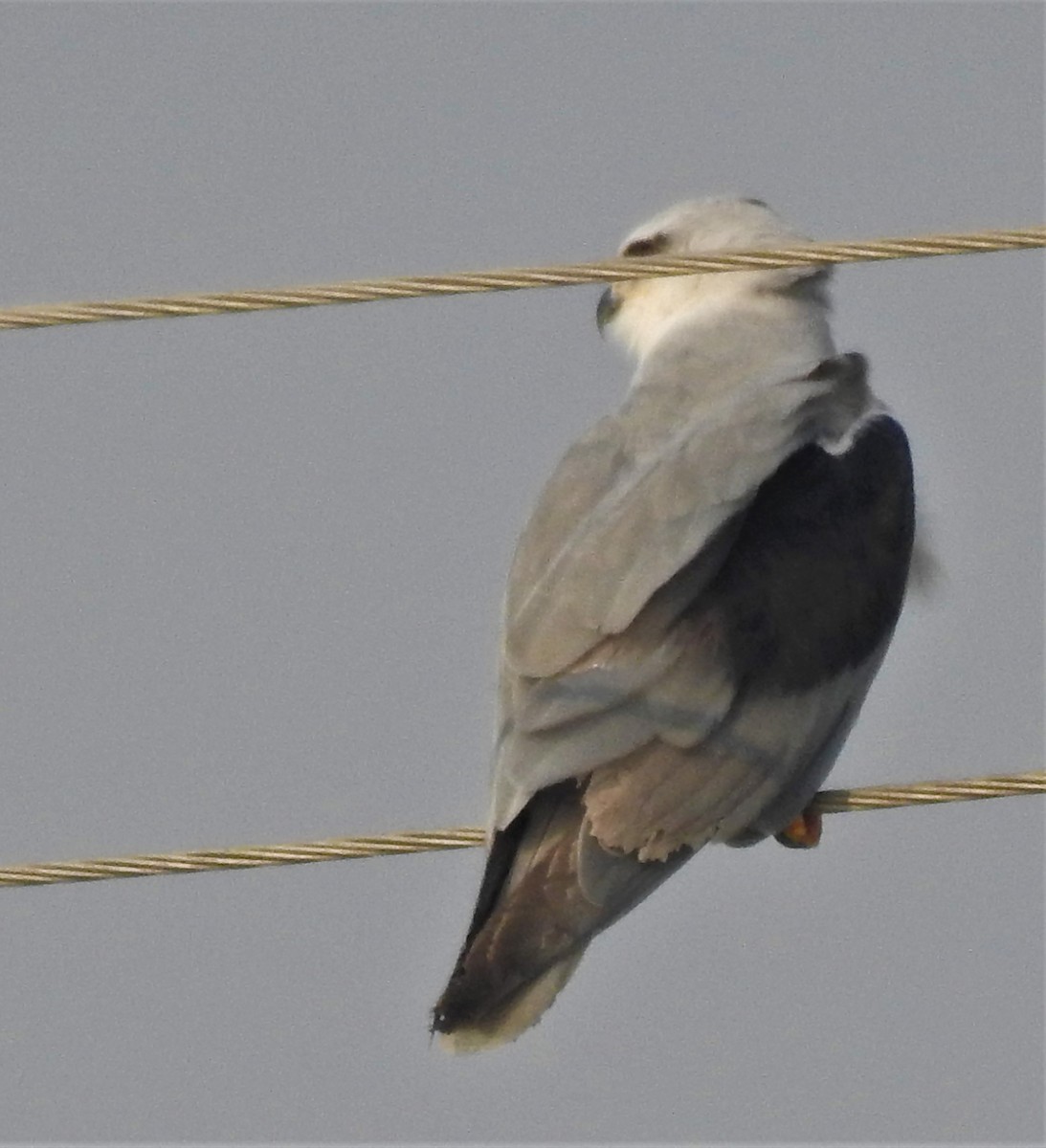 Black-winged Kite - ML315318721