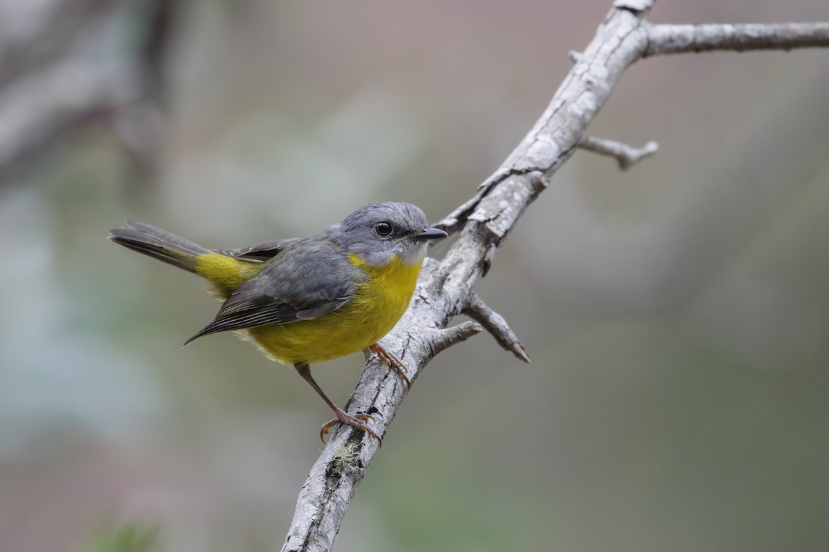 Eastern Yellow Robin - ML315320371