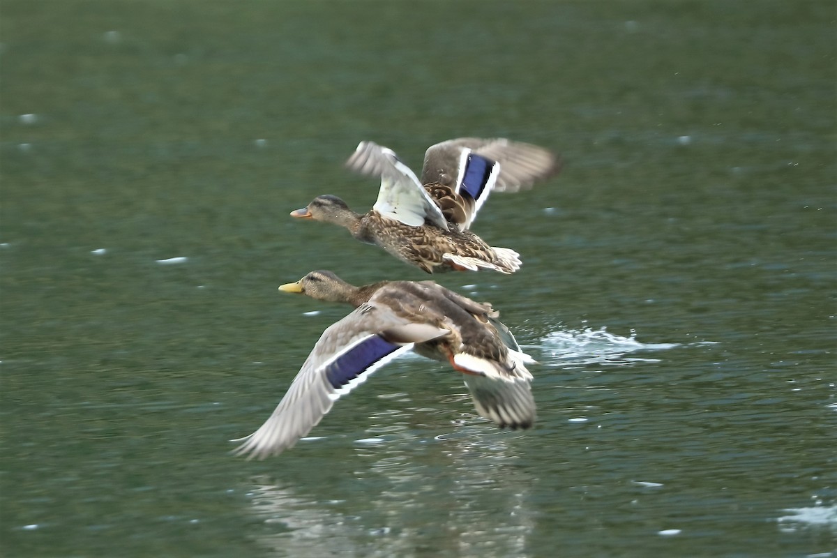 Canard colvert - ML315321151