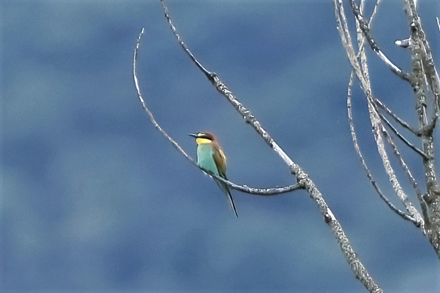 European Bee-eater - ML315321211