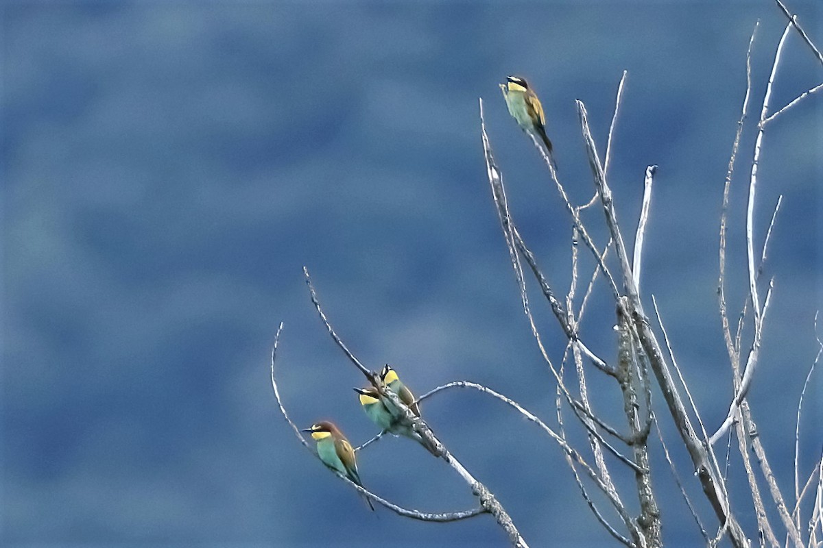 European Bee-eater - ML315321221