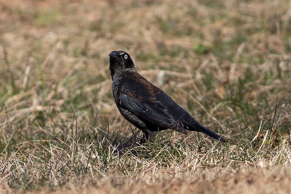 Rusty Blackbird - ML315322921