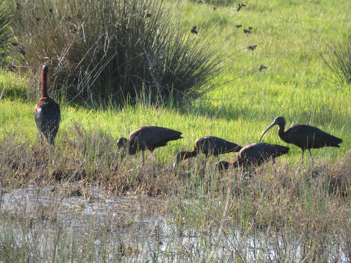 Glossy Ibis - ML315323061