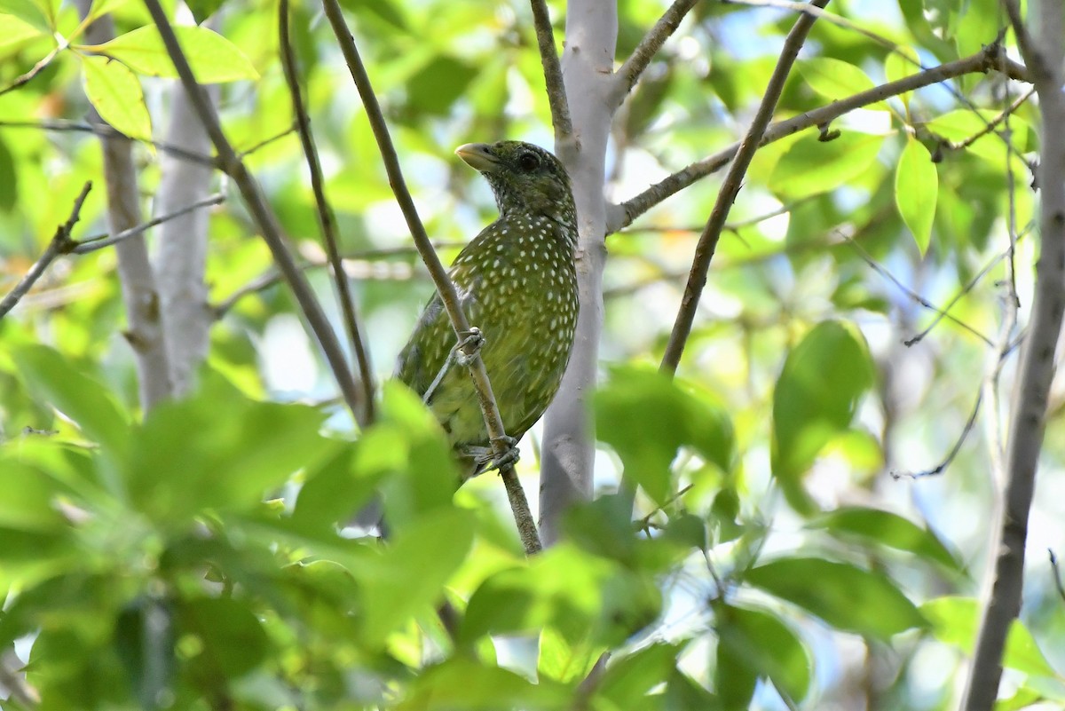 Green Catbird - ML315323401