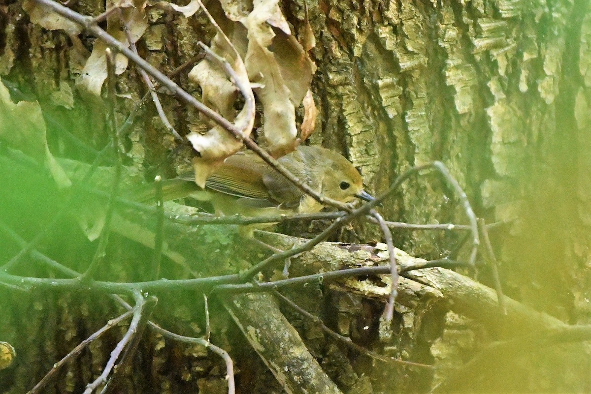 Large-billed Scrubwren - ML315323541