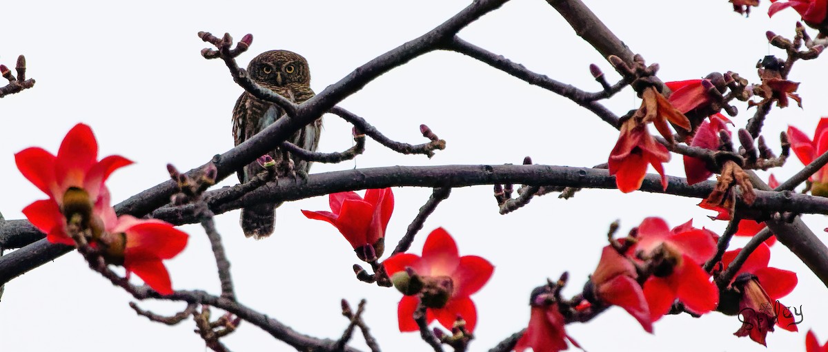 Asian Barred Owlet - Xingyu Li