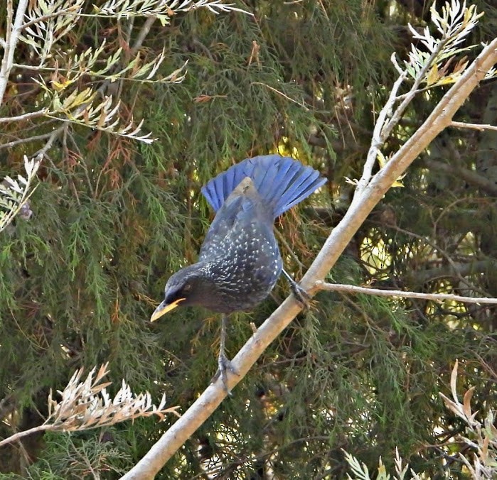Blue Whistling-Thrush (Yellow-billed) - ML315324971