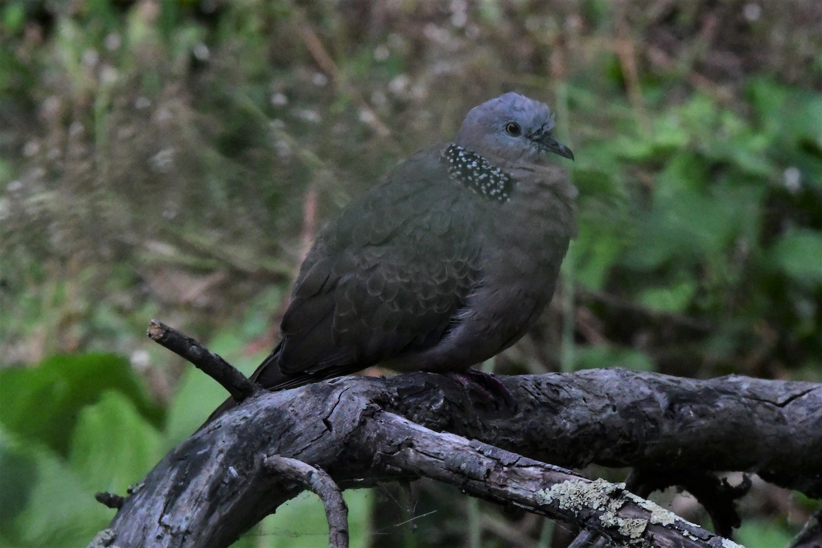 Spotted Dove - ML315325021