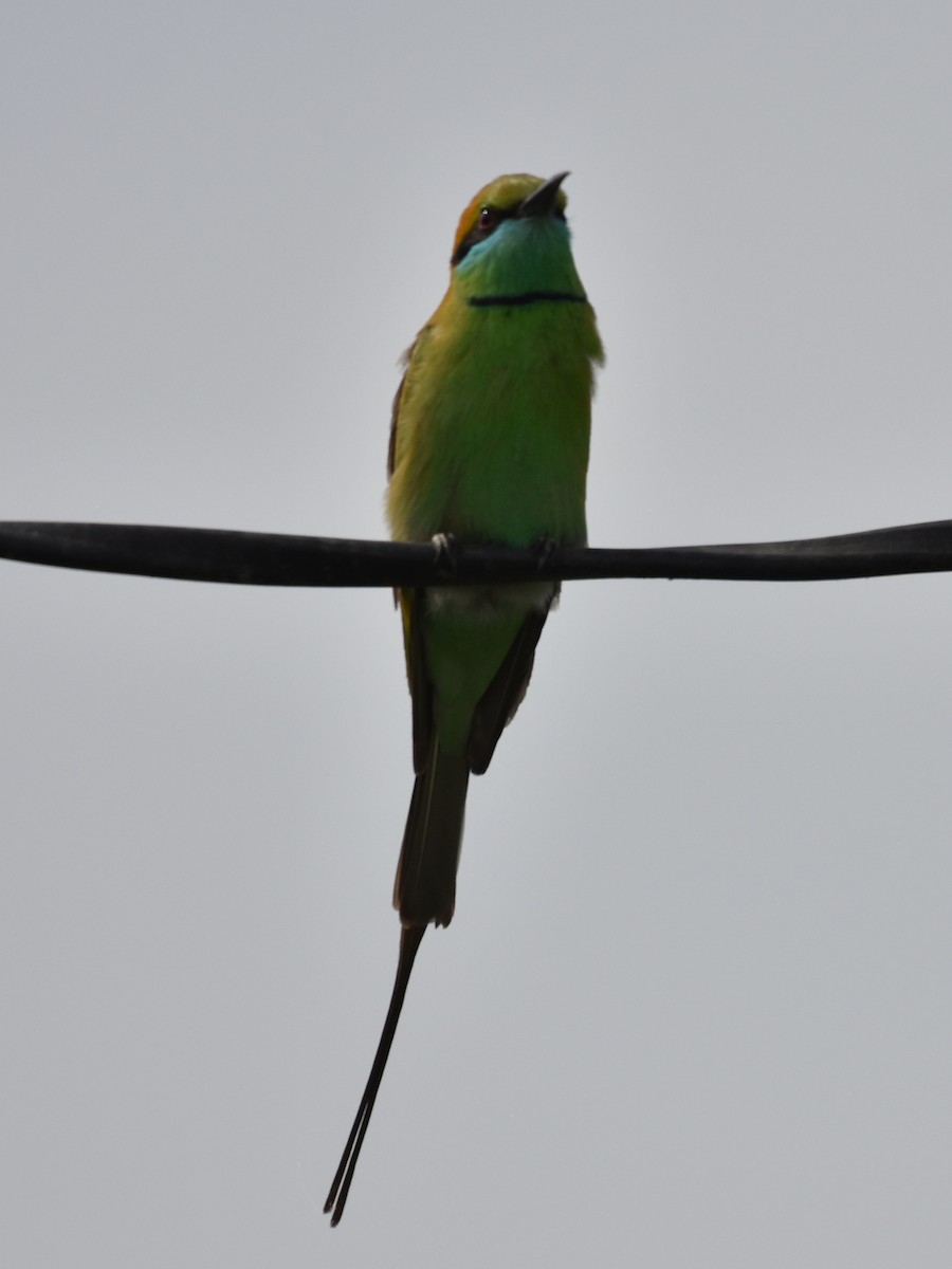 Asian Green Bee-eater - ML315325921