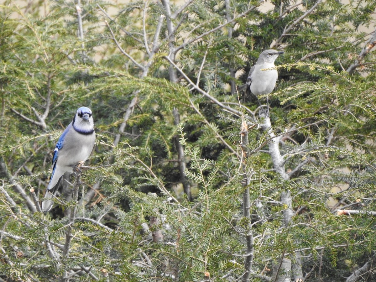 Blue Jay - Bill Hooker