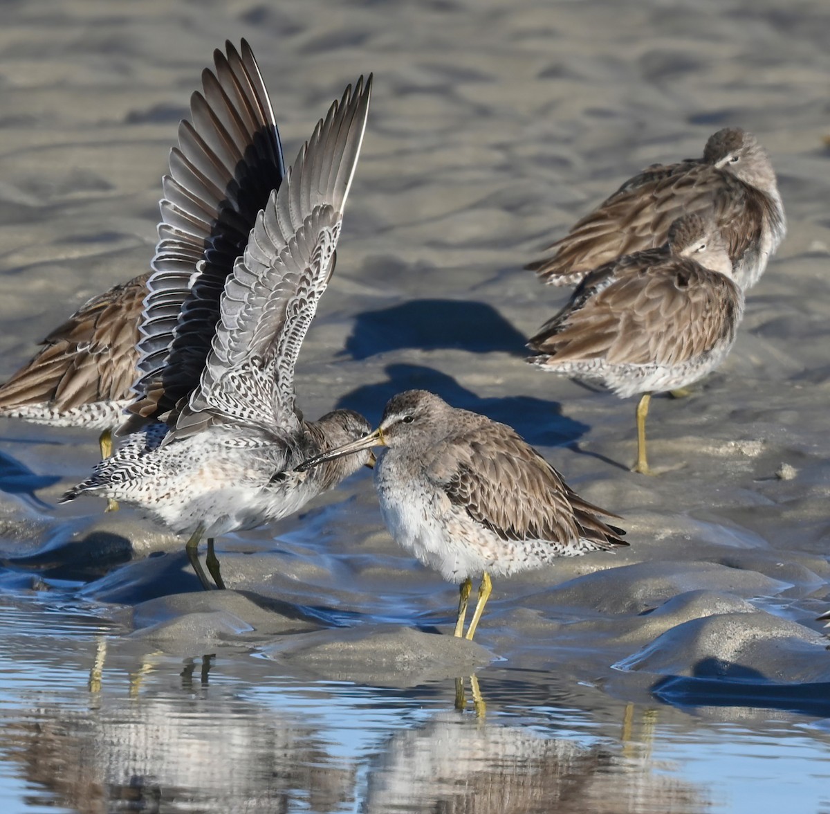 Short-billed Dowitcher - Ann Stinely