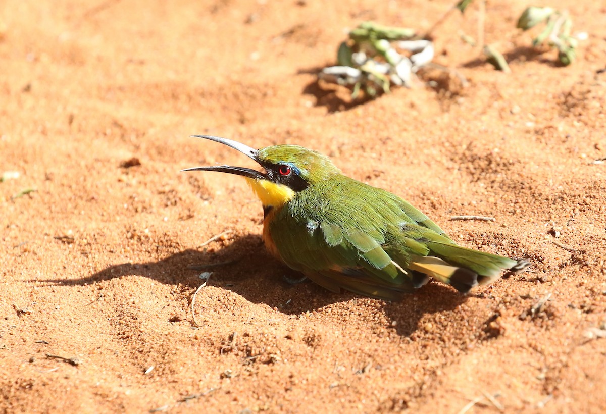 Little Bee-eater - ML315327631