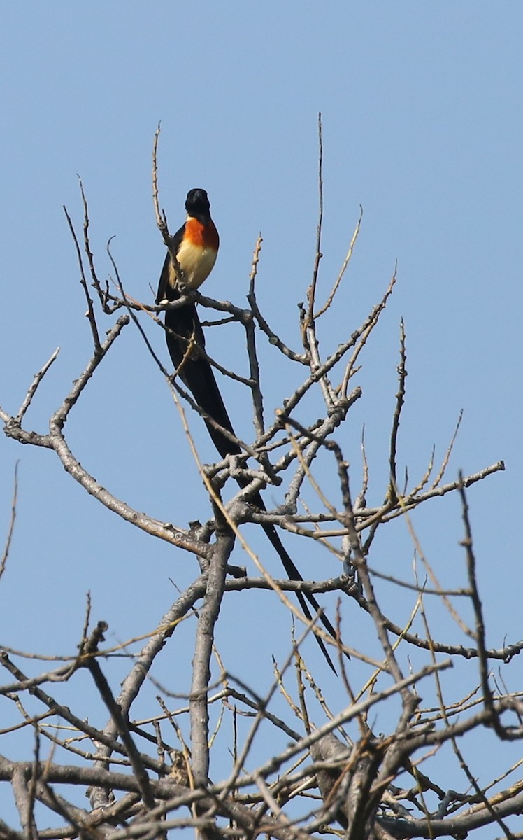 Eastern Paradise-Whydah - ML315327651