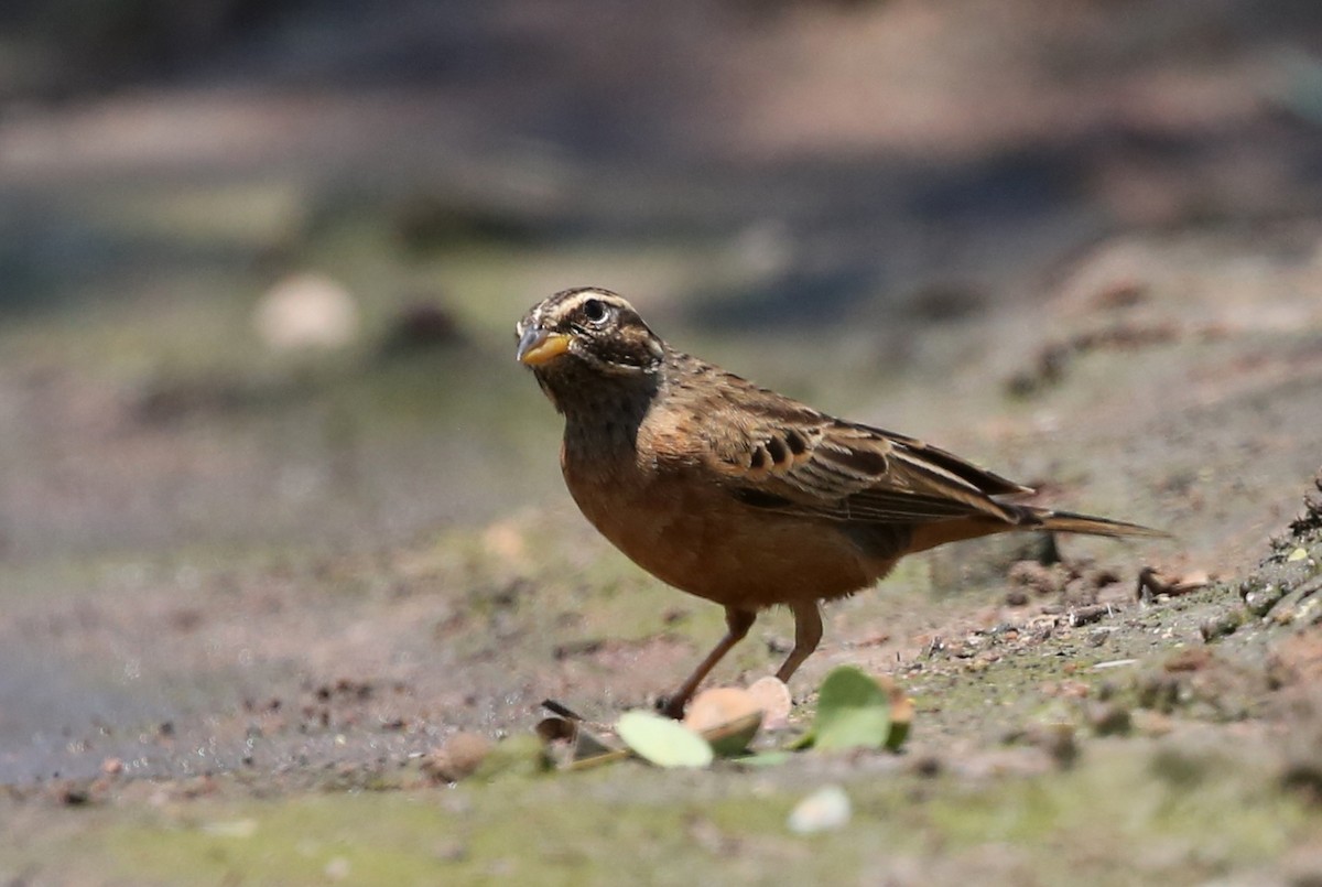 Cinnamon-breasted Bunting - ML315327701