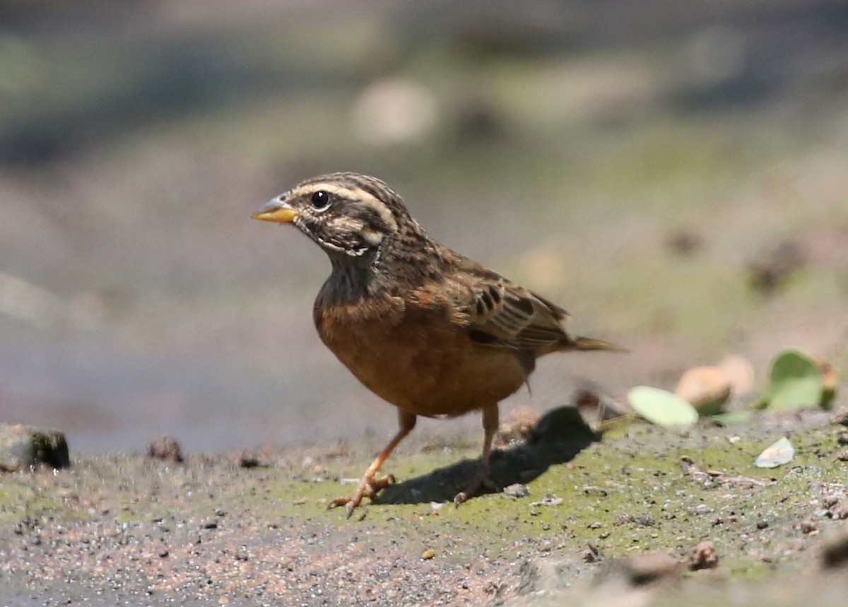 Cinnamon-breasted Bunting - ML315327751
