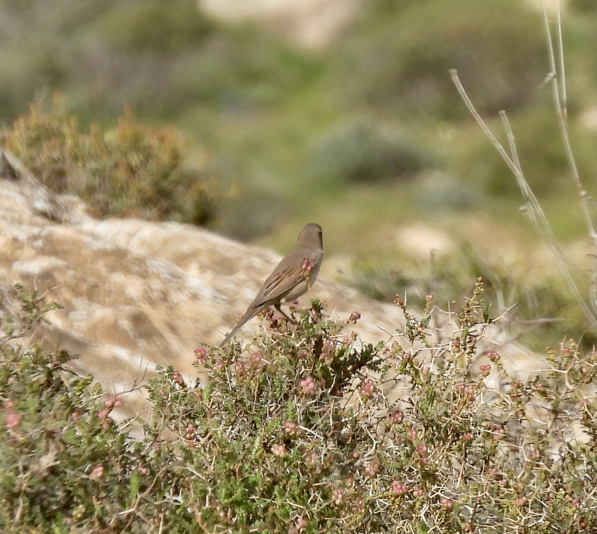 Greater Whitethroat - ML315328261