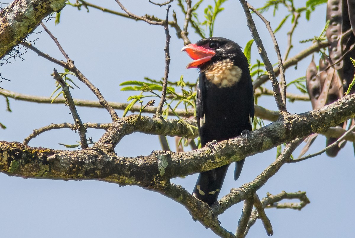 Dusky Broadbill - Ngoc Sam Thuong Dang