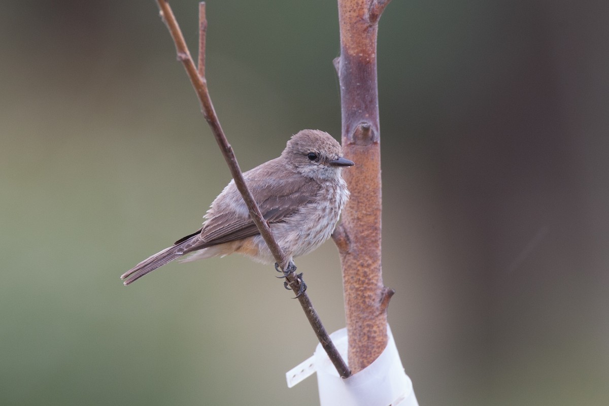 Vermilion Flycatcher - Chris Wood