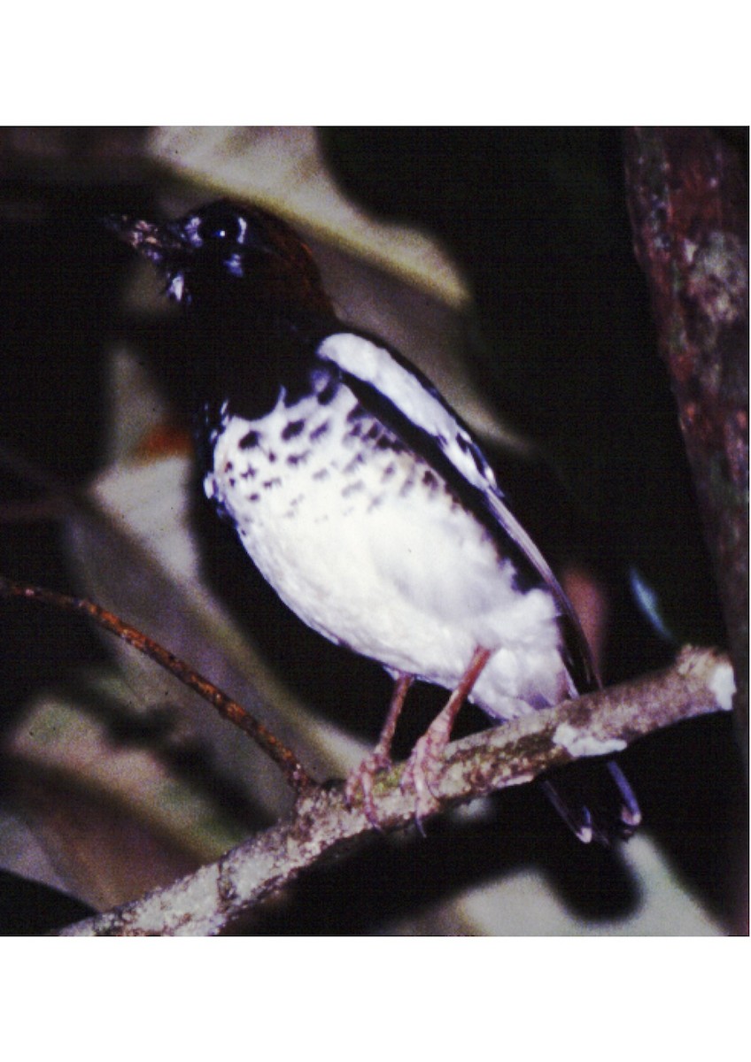 Chestnut-capped Thrush - ML315332581