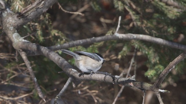 Black-capped Chickadee - ML315333561