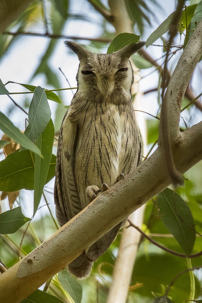 Northern White-faced Owl - Francesco Veronesi