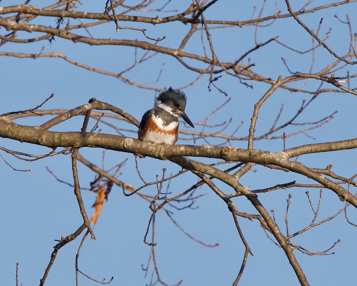 Belted Kingfisher - Jon Cefus