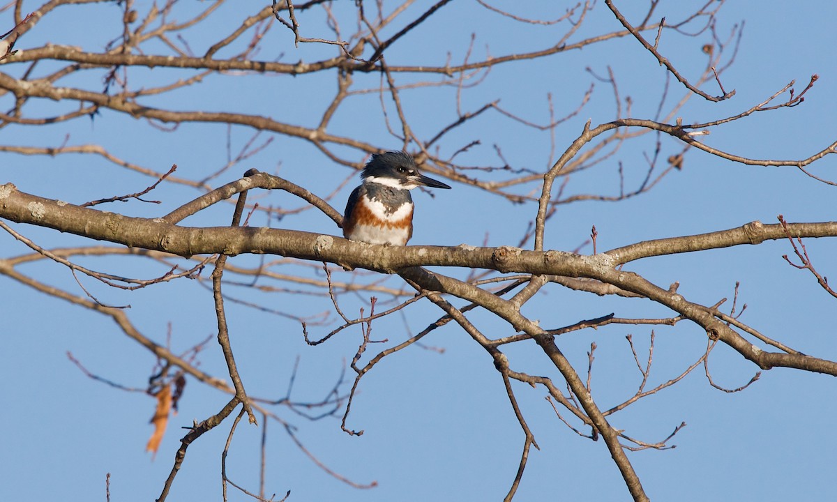 Belted Kingfisher - Jon Cefus