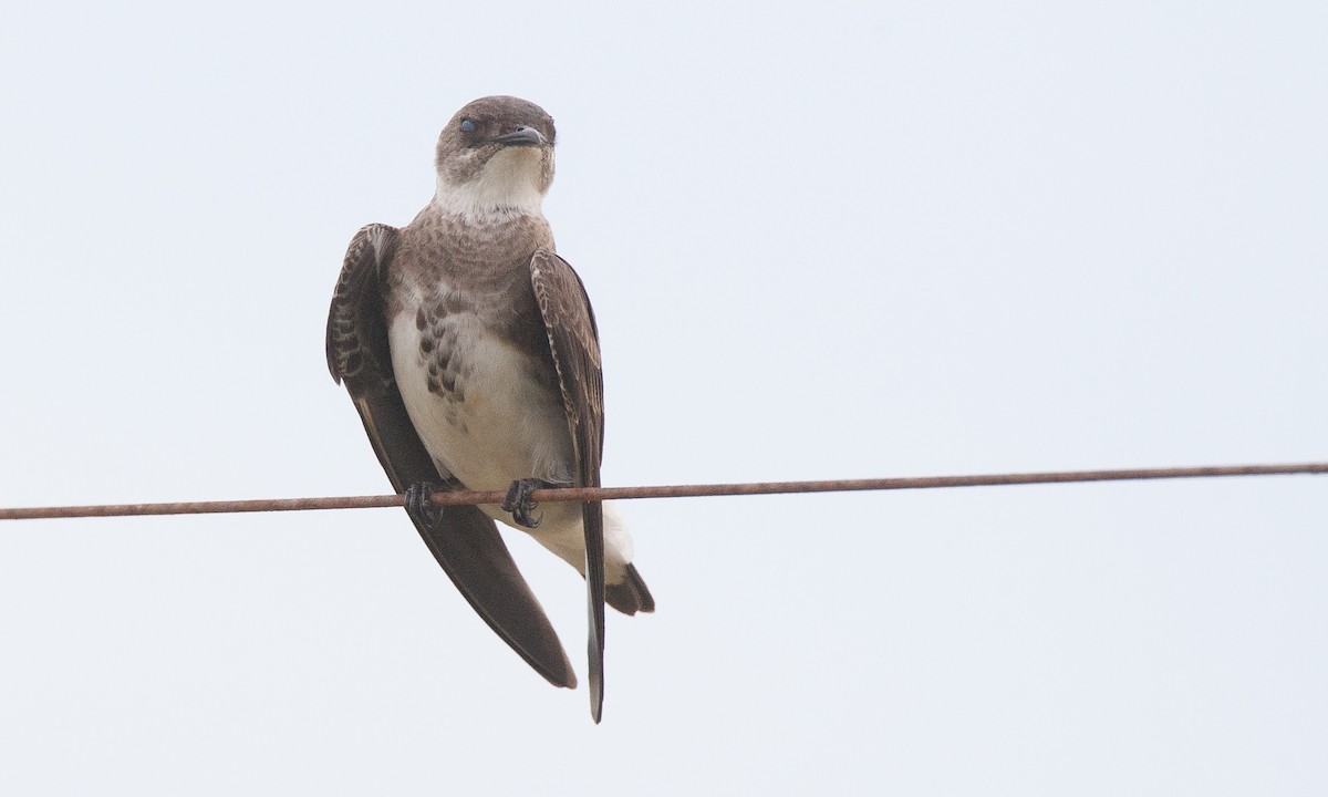 Golondrina Parda (fusca) - ML31533451