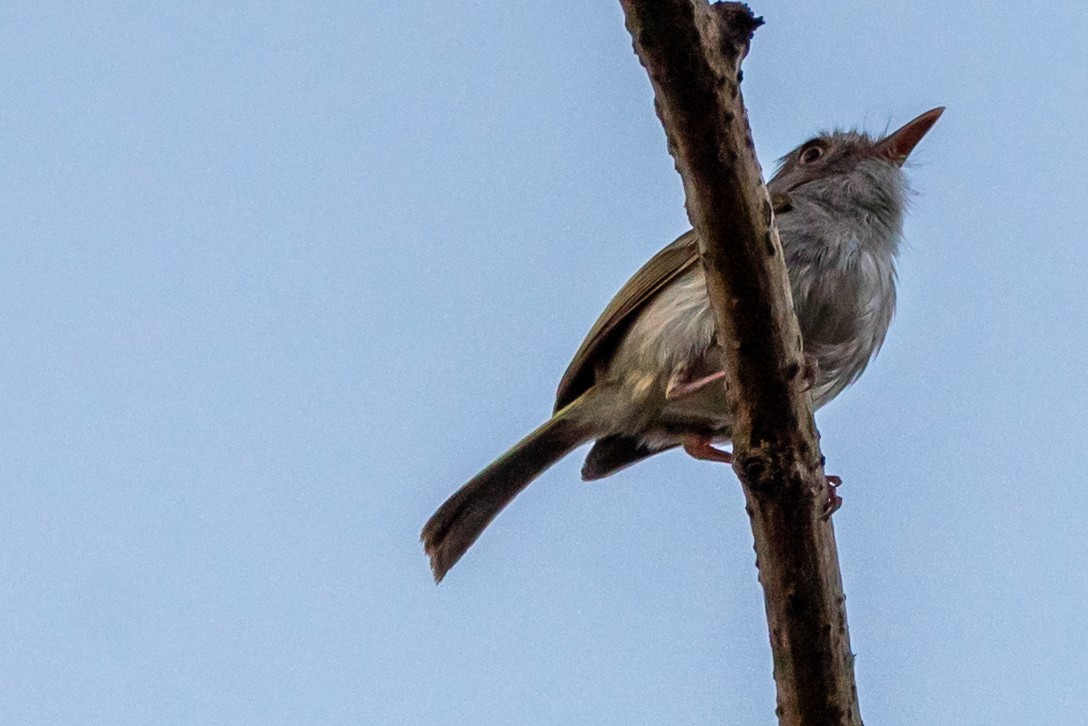 Pearly-vented Tody-Tyrant - ML315335411