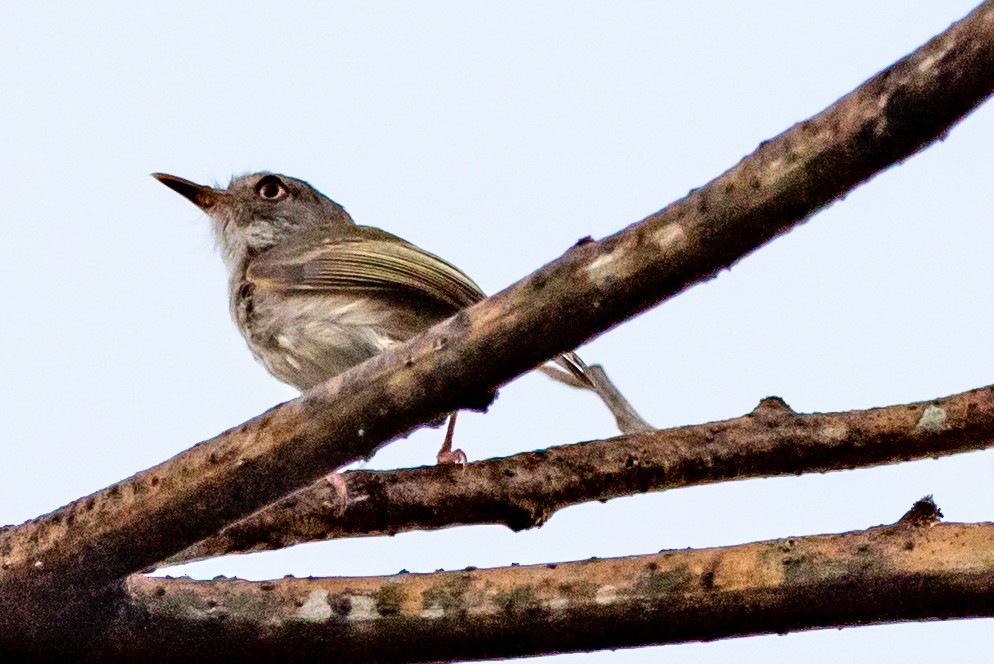 Pearly-vented Tody-Tyrant - ML315335421