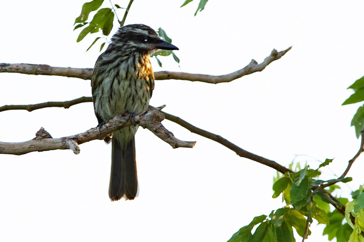 Streaked Flycatcher - ML315335491