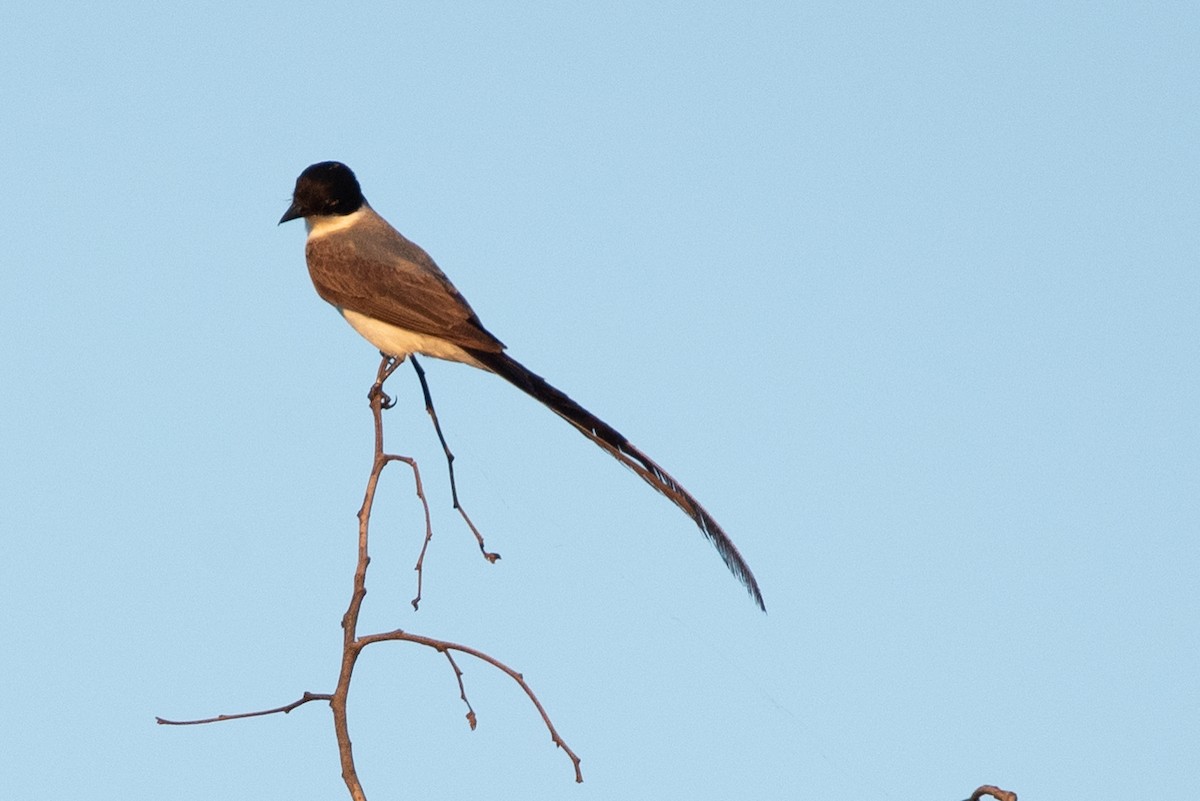 Fork-tailed Flycatcher - ML315335561