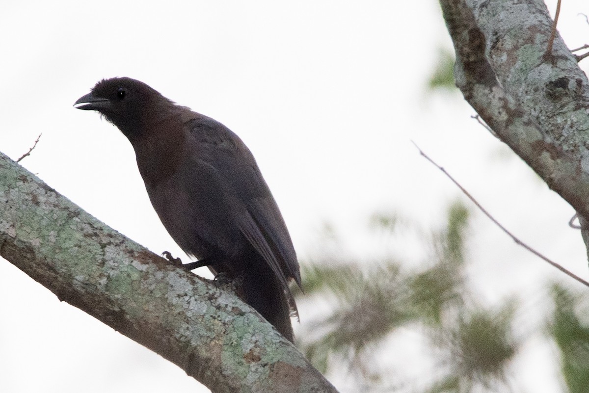 Purplish Jay - Mery Haro